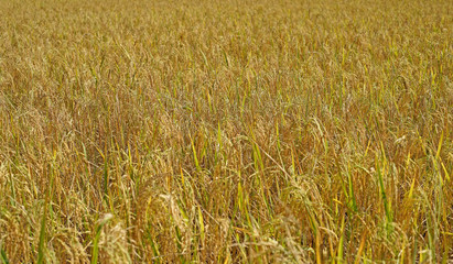 paddy rice in field