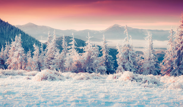 Fototapeta Colorful winter sunrise in the misty mountans.