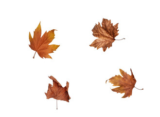 Obraz premium Autumn maple leaves isolated on white background