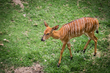 Doe in the zoo.