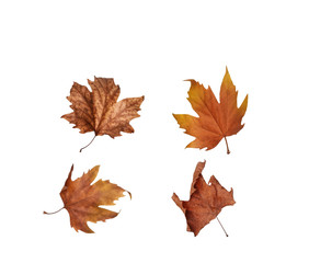Fototapeta premium collage Autumn maple leaves isolated on white background