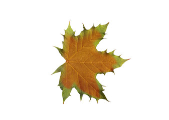 Autumn maple leaves isolated on white background