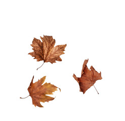 collage Autumn maple leaves isolated on white background