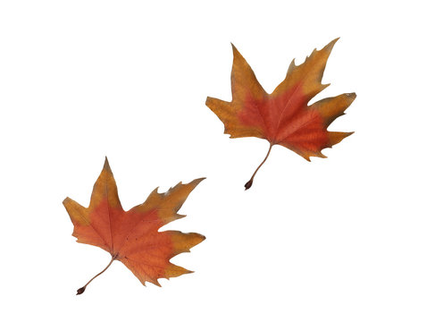 collage Autumn maple leaves isolated on white background