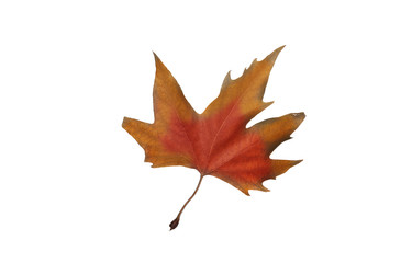 Autumn maple leaves isolated on white background