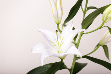 a fragment of white lilies ' bunch on a white background