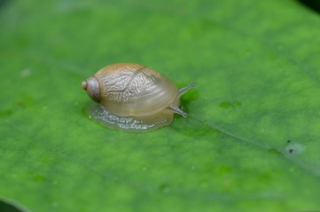 オカモノアラガイ 