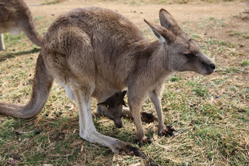 Naklejka na ściany i meble Eastern Gray Kangaroo in Tasmania