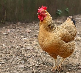  Red hen on farm. Homemade poultry. Rustic look. 