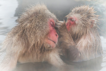 混浴で仲良しのおさるのカップル　monkey couple of the outdoor bath