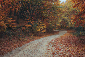 Fototapeta premium Beautiful autumn forest mountain path