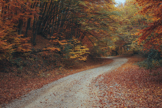 Fototapeta Beautiful autumn forest mountain path