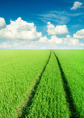 Green field and bright blue sky