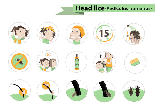 head lice circle Illustration vector
