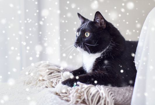 Black And White Cat Lying On Plaid At Home