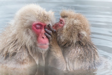 混浴で仲良しのおさるのカップル　monkey couple of the outdoor bath