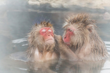 Naklejka premium 混浴で仲良しのおさるのカップル monkey couple of the outdoor bath