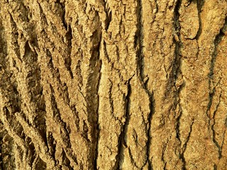 Tree bark texture