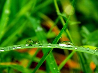 Rain drops on grass blade