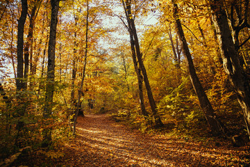 Collection of autumn forest. Autumn landscape