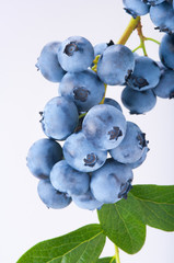 Group of blueberries with leaves on a branch © Tomasz Pawluś