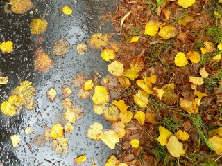 Yellow leaves on wet asphalt walkway in autumn