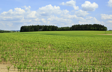 Fototapeta na wymiar Summer corn field in suburbs Prague.