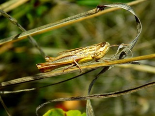 Grasshopper on dry plant stem