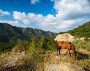 Horses mountains in the background. Georgia.