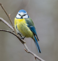 Obraz premium Blue tit