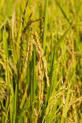 Golden rice on filed ready to be harvested in cool season