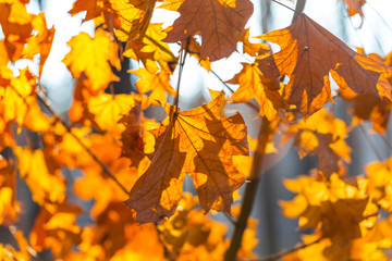 closeup dry autumn leaves background