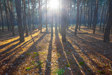 autumn pine forest scene
