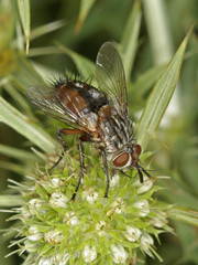 Tachinid fly