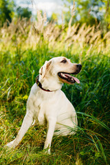 White Labrador Retriever Dog Sitting In Green Grass