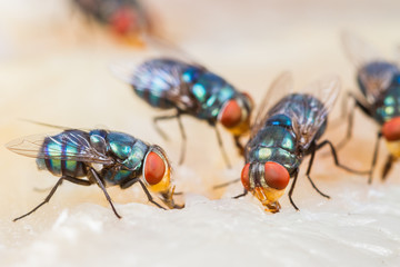 Close up of many fly or bluebottle eating dried fish