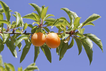 Yellow plums on a branch