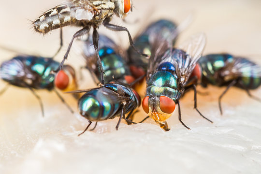 Close up of many fly or bluebottle eating dried fish