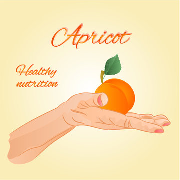 Apricot  in the palm of healthy nutrition vector