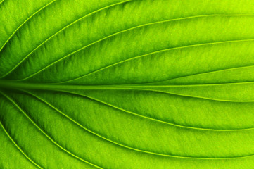 green leaf texture