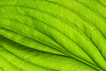  green leaf texture