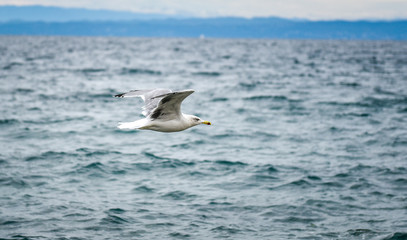 Seagull is flying and soaring in over the sea