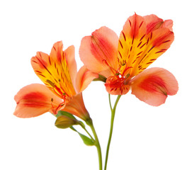 Fototapeta premium Alstroemeria flowers isolated on white background.