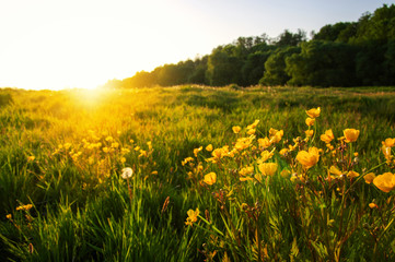 field of spring flowers