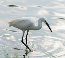 egret