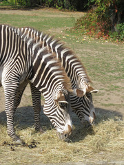 Fototapeta na wymiar two zebras eating hey together