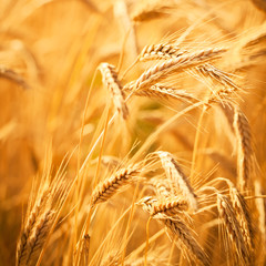 Golden ears of wheat on the field.