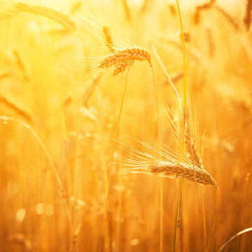 Golden ears of wheat on the field.