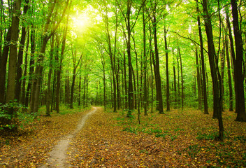 Obraz premium Forest with sunlight