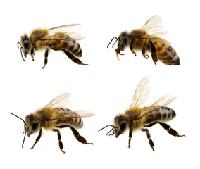 Foto op Plexiglas Set of bee © Alekss